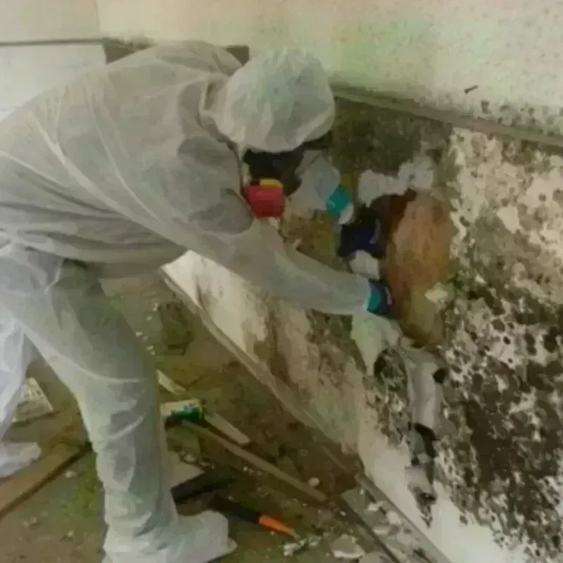 Mold Remediation and Removal in West Union, WV